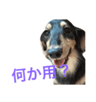 生意気わんこ（個別スタンプ：5）