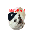 生意気わんこ（個別スタンプ：7）