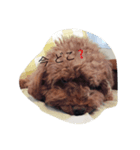 dog cat@（個別スタンプ：1）
