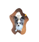 dog cat@（個別スタンプ：2）