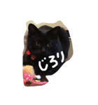 dog cat@（個別スタンプ：4）