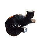 dog cat@（個別スタンプ：5）