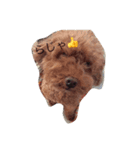 dog cat@（個別スタンプ：6）