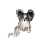 dog cat@（個別スタンプ：7）