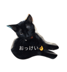 dog cat@（個別スタンプ：8）