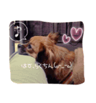 わんこも大変なのよ（個別スタンプ：1）