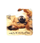 わんこも大変なのよ（個別スタンプ：3）
