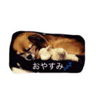 わんこも大変なのよ（個別スタンプ：13）