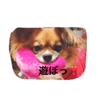 わんこも大変なのよ（個別スタンプ：16）