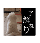 プム（個別スタンプ：5）