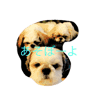 愉快なシーズー家族（個別スタンプ：4）