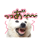 柴犬すみたろす 弐（個別スタンプ：18）