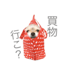 可愛いミックス犬（個別スタンプ：1）