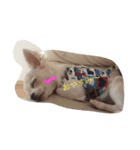 愛犬ルナ（個別スタンプ：3）