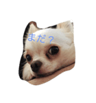 愛犬ルナ（個別スタンプ：4）