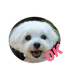 マルチーズ大好き（個別スタンプ：1）