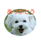 マルチーズ大好き（個別スタンプ：2）
