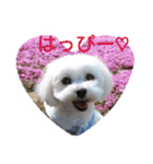 マルチーズ大好き（個別スタンプ：8）