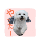 マルチーズ大好き（個別スタンプ：10）