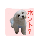 マルチーズ大好き（個別スタンプ：11）