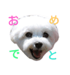 マルチーズ大好き（個別スタンプ：12）