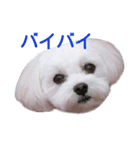 マルチーズ大好き（個別スタンプ：15）