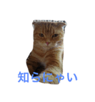我が家のネコ達（個別スタンプ：1）