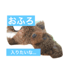まいにちほのカイルのスタンプ【日常編】（個別スタンプ：4）