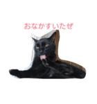 黒＆キジトラ兄弟（個別スタンプ：1）