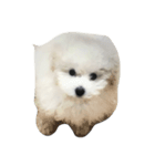 dog＆cat t.m（個別スタンプ：2）