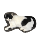 dog＆cat t.m（個別スタンプ：4）