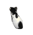 dog＆cat t.m（個別スタンプ：7）