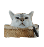 ビールと猫（個別スタンプ：1）
