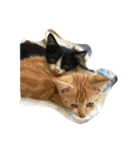 ビールと猫（個別スタンプ：3）