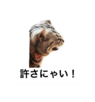 だーちゃんより♩（個別スタンプ：2）