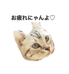 だーちゃんより♩（個別スタンプ：3）