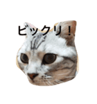 だーちゃんより♩（個別スタンプ：5）