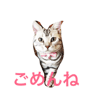 だーちゃんより♩（個別スタンプ：8）