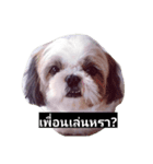 mumi shih tzu（個別スタンプ：1）