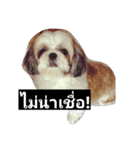 mumi shih tzu（個別スタンプ：2）