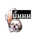 mumi shih tzu（個別スタンプ：3）