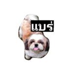 mumi shih tzu（個別スタンプ：4）