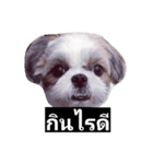 mumi shih tzu（個別スタンプ：5）