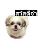 mumi shih tzu（個別スタンプ：6）
