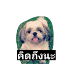 mumi shih tzu（個別スタンプ：8）