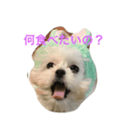 モココ（個別スタンプ：1）