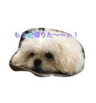 モココ（個別スタンプ：3）