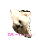モココ（個別スタンプ：8）