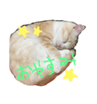 ダンテのきもち（個別スタンプ：5）