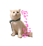 ダンテのきもち（個別スタンプ：7）